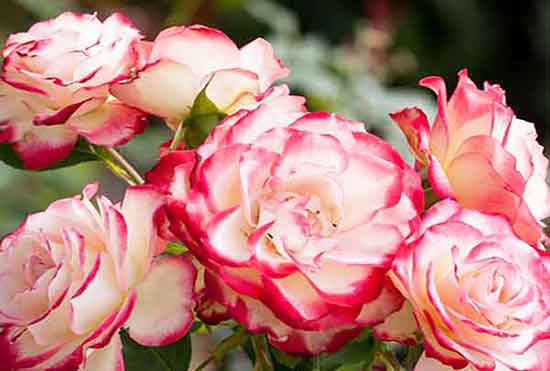 All about rose care