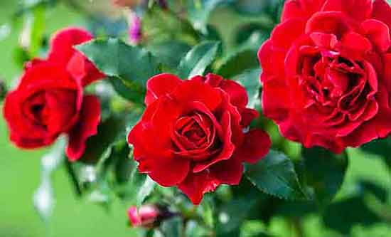 How to plant bare root roses or from containers.